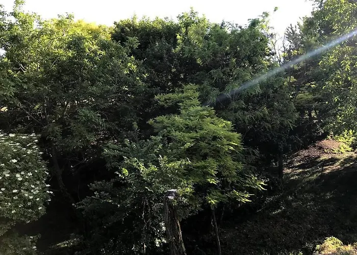 'new' Sunkissed On The Old Hill *