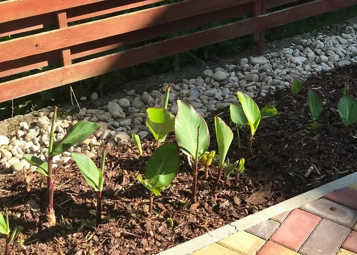 'new' Sunkissed On The Old Hill *